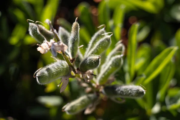 Κοντινή Θέα Των Πράσινων Βολβών Lupinus Albus Μια Ηλιόλουστη Μέρα — Φωτογραφία Αρχείου