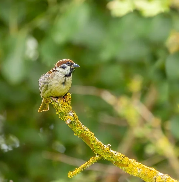 Closeup Little Sparrow Perching Moss Covered Branch — Stock Photo, Image