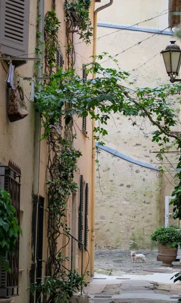 식물로 장식된 건물들이 거리에서 수직으로 프랑스 — 스톡 사진