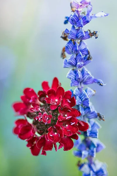 Μια Κοντινή Κάθετη Λήψη Κόκκινων Και Μπλε Διαφορετικών Λουλουδιών — Φωτογραφία Αρχείου