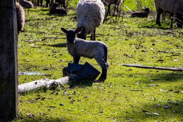 Krásný Záběr Šedé Ovce Farmě — Stock fotografie