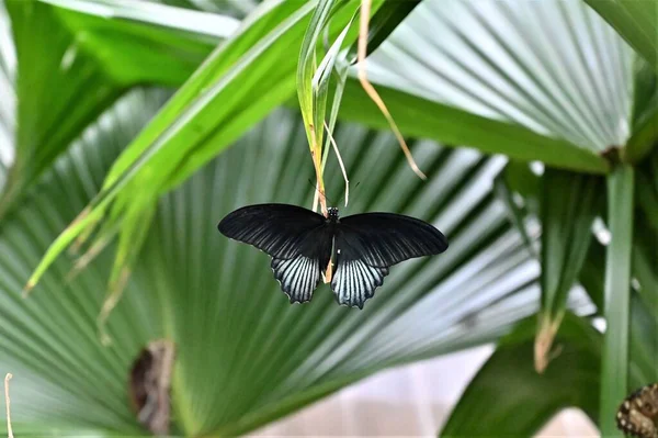 Plan Rapproché Papillon Noir Sur Une Plante — Photo