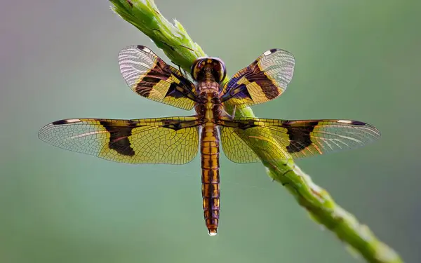 Makroaufnahme Einer Libelle Die Erstaunliche Details Den Flügeln Zeigt — Stockfoto