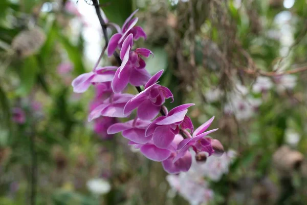 Eine Nahaufnahme Von Rosa Mottenorchideen — Stockfoto