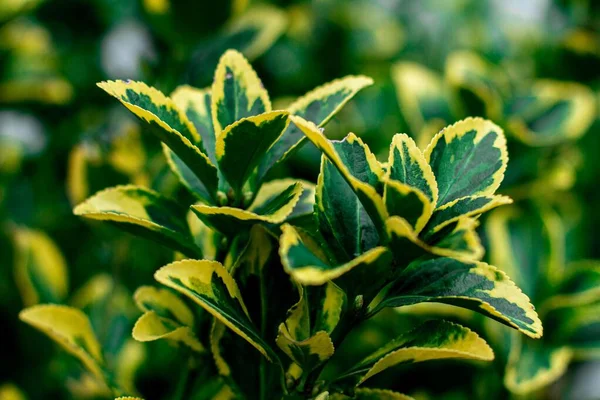 Detailní Záběr Rostliny Euonymus Japonicus — Stock fotografie