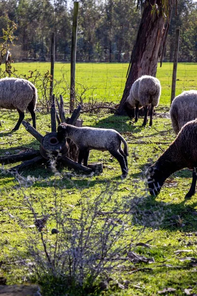 Krásný Záběr Šedé Ovce Farmě — Stock fotografie