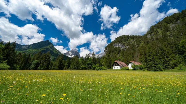 Duas Casas Prado Contra Floresta — Fotografia de Stock