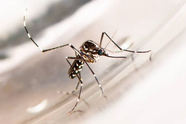 Азиатский Тигр Комар Aedes Albopictus Денге Зика Вектор Лихорадки Чикунгуньи — стоковое фото