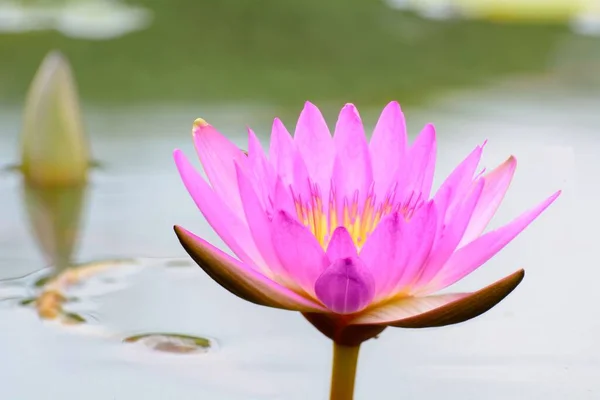 Gros Plan Lotus Rose Poussant Dans Étang Symbole Bouddhisme — Photo