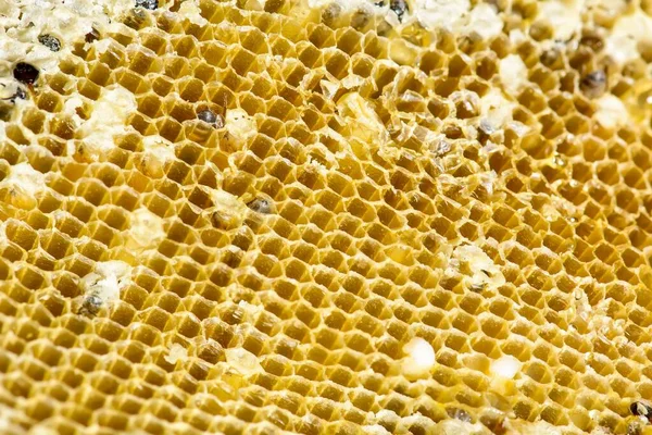 Primer Plano Nido Abejas Enanas Apis Floreas — Foto de Stock