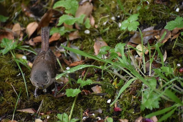 Bahçede çalı çırpı gibi yürüyen bir evin yakın çekimi.