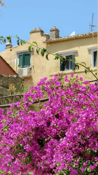 Las Hermosas Flores Buganvilla Glabra Decoración Floral Aire Libre Tropez — Foto de Stock