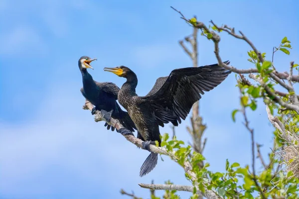 真っ青な空の下 木の枝に2匹の面白い鵜が群がっている — ストック写真