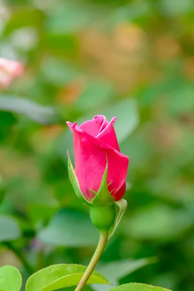 Eine Vertikale Aufnahme Einer Rosa Rose Isoliert Auf Einem Unscharfen — Stockfoto