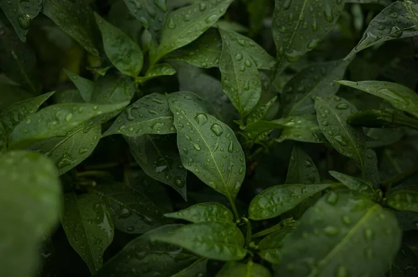 Σταγόνες Της Βροχής Στα Πράσινα Φύλλα Των Φυτών — Φωτογραφία Αρχείου