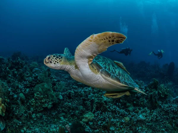 A marine turtle swimming in the Black sea