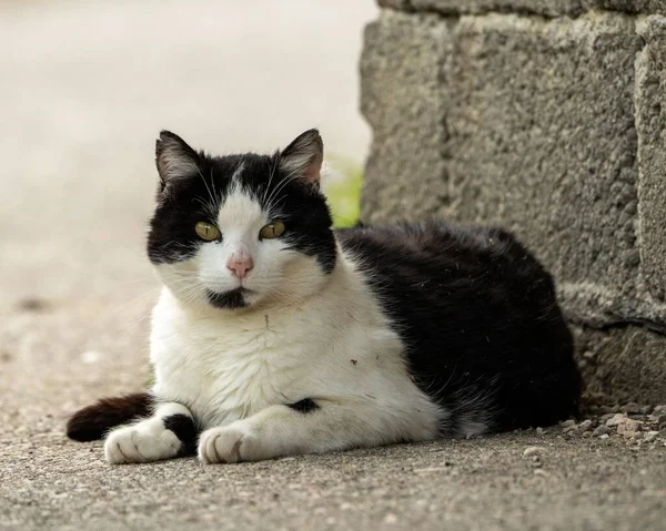 Close Gato Preto Branco Com Olhos Verdes Deitados Rua Olhando — Fotografia de Stock