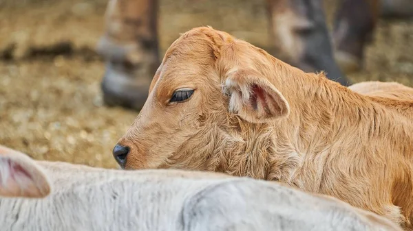 Adorable Calf Meadow Resting Concept Rural Farm Life — Stock Photo, Image