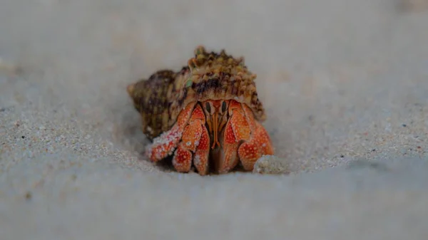 Detailní Záběr Kraba Poustevníka Izolovaného Bílém Písku — Stock fotografie
