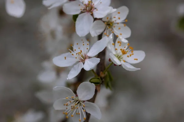 Крупним Планом Білі Квіти Вишні — стокове фото