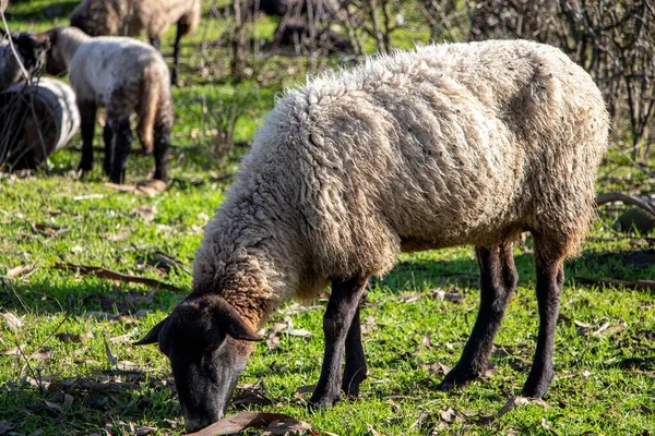 Beautiful Shot Grey Sheep Farm — Stock Photo, Image