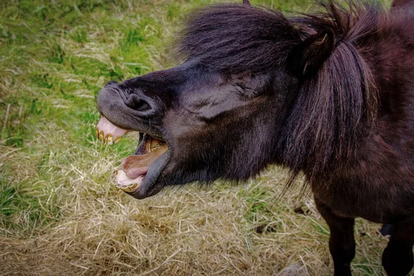 Häst Skrattar Leende Ett Grönt Fält — Stockfoto
