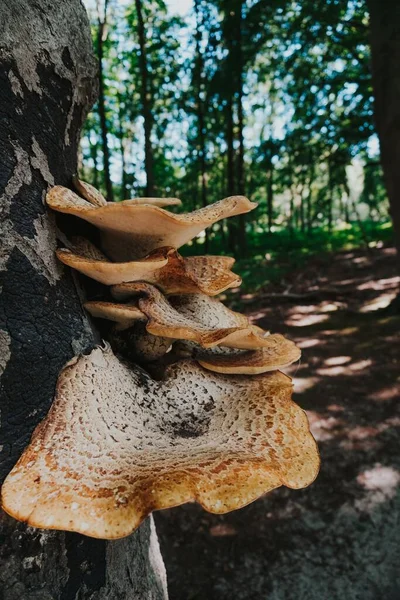 オランダの森の木の側に生えているキノコ — ストック写真