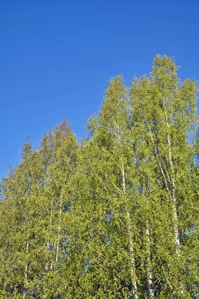 青空の下の緑豊かな白樺の木の垂直方向の低角度ビュー — ストック写真