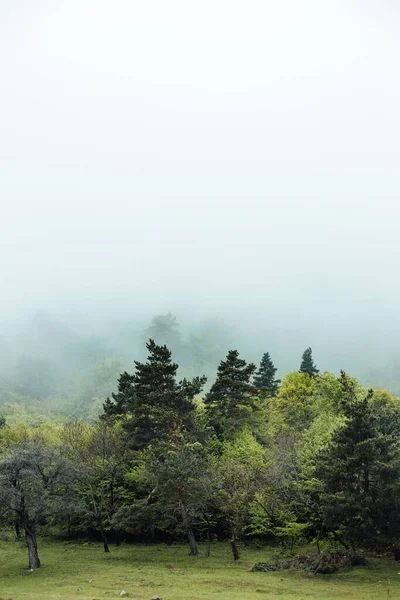 Afojili Havada Yeşil Ağaçların Dikey Görüntüsü — Stok fotoğraf
