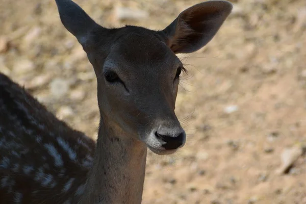 Tiro Close Jovem Cervo Bebê Uma Área Rural Dia Ensolarado — Fotografia de Stock