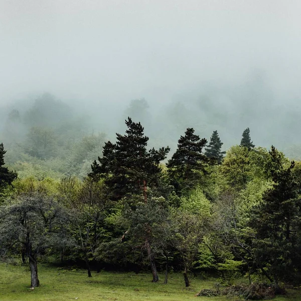 Hermoso Tiro Árboles Verdes Tiempo Niebla — Foto de Stock