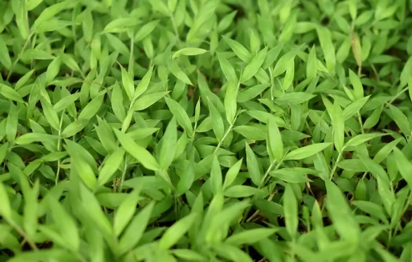Ein Nahaufnahme Bild Von Grünem Gras Oder Rasentextur Für Hintergrund — Stockfoto