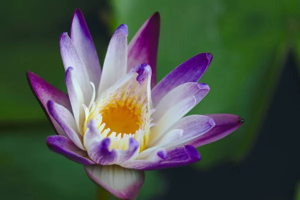 Selektiv Fokusbild Blommande Lila Lotus — Stockfoto