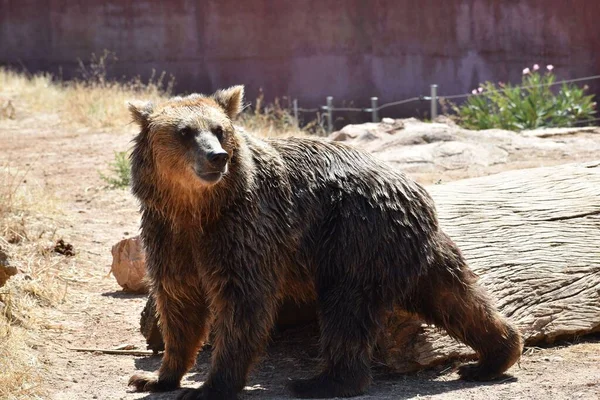 An old, brown bear with wet fur in a rural area on a sunny day