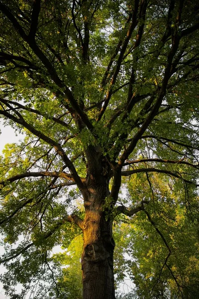 Tiro Vertical Uma Árvore Velha Com Folhas Verdes Ramos — Fotografia de Stock