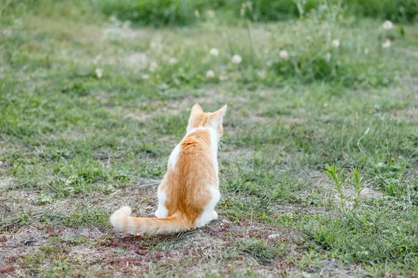 A rear view of a red and white cat sitting on the grass
