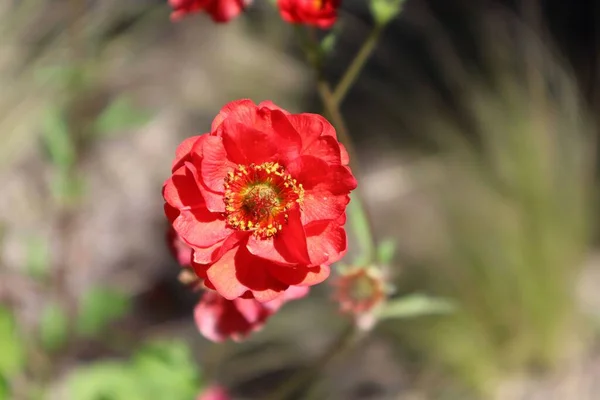 Primer Plano Una Flor Roja Las Avenas Escarlata Jardín Día —  Fotos de Stock