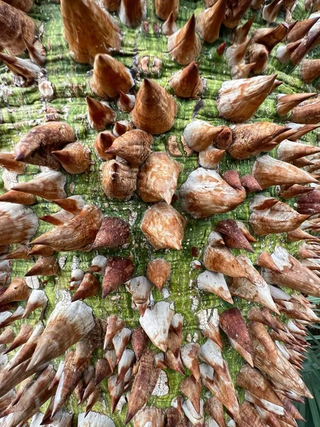 Closeup Impressive Thorny Tree Trunk South American White Silk Floss — Stock Photo, Image