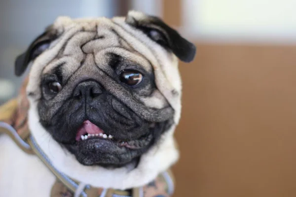 Fawn Colored Pug Most Common Coloring — Stock Photo, Image