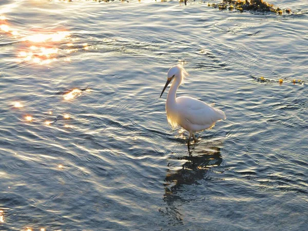 湖上一只白色的大白鹭 — 图库照片