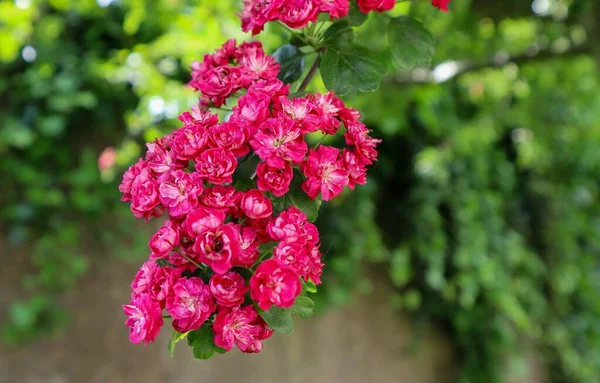 一束粉红色的山楂花在花园里盛开 — 图库照片