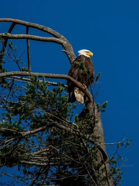 Primo Piano Verticale Aquila Calva Seduta Albero Spazzata Dal Vento — Foto Stock