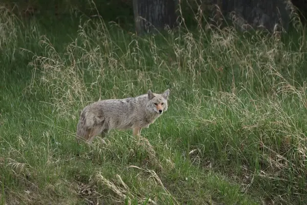Kojote Streift Durch Fishcreek Park — Stockfoto