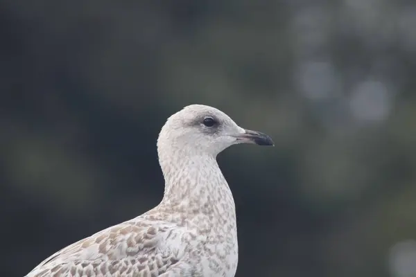 Tiro Perto Uma Gaivota Arenque Europeia — Fotografia de Stock