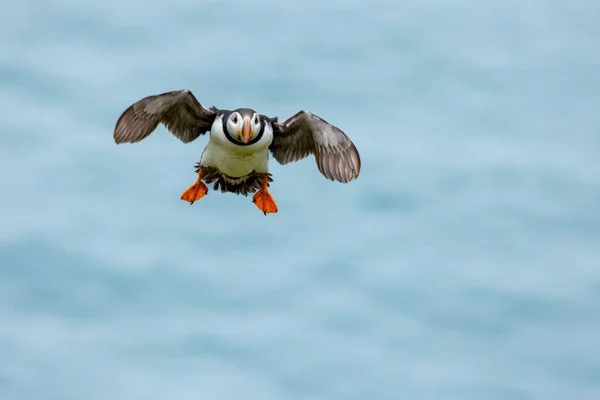 Närbild Bild Atlantisk Puffins Fågelarter Flyger Med Vingarna Öppna Den — Stockfoto