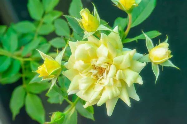 Eine Nahaufnahme Von Gelben Rosen Einem Garten Während Des Tages — Stockfoto