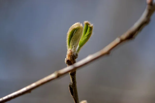 木の枝に小さな新鮮な葉のマクロショット — ストック写真