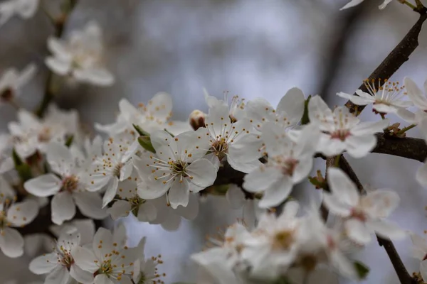 Eine Nahaufnahme Weißer Kirschblütenblumen — Stockfoto