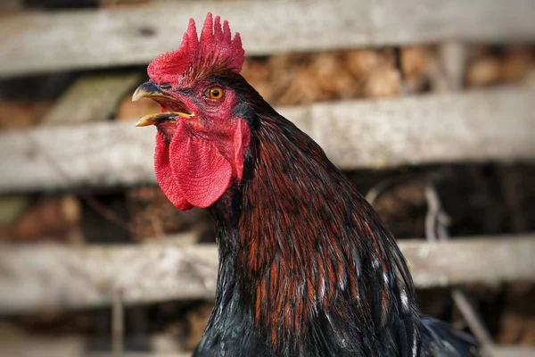 Closeup Rooster Perched Outdoors Open Beak — Stock Photo, Image