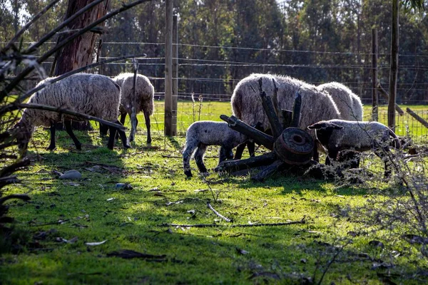 農場での灰色の羊の美しいショット — ストック写真